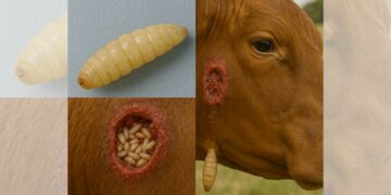 La plaga, cuyo agente es la mosca Cochliomyia hominivorax, se ensaña con los becerros recién nacidos.