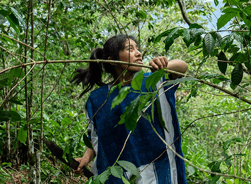 Históricamente, la participación femenina en el café ha sido profunda, pero silenciosa. Ellas sembraron la semilla, abonaron la tierra, seleccionaron la cereza, cuidaron la calidad del grano y sostuvieron los hogares mientras la producción avanzaba. 