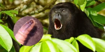 La Semarnat confirmó el primer caso fatal de infestación por gusano barrenador del ganado en un mono saraguato en México.|Getty Images