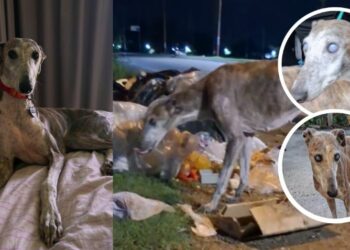 Cielo, la perrita a la que sus dueños abandonaron por ser ciega y que gracias al amor de otra familia, volvió a ver