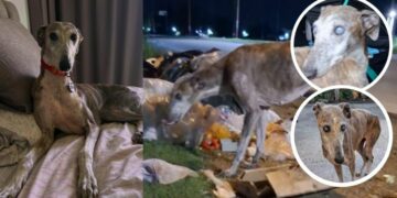 Cielo, la perrita a la que sus dueños abandonaron por ser ciega y que gracias al amor de otra familia, volvió a ver