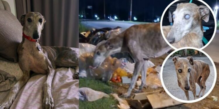 Cielo, la perrita a la que sus dueños abandonaron por ser ciega y que gracias al amor de otra familia, volvió a ver