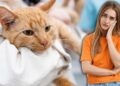 Los gatitos presentan diversos síntomas con este virus | Foto: Freepik, Canva