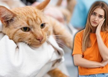 Los gatitos presentan diversos síntomas con este virus | Foto: Freepik, Canva