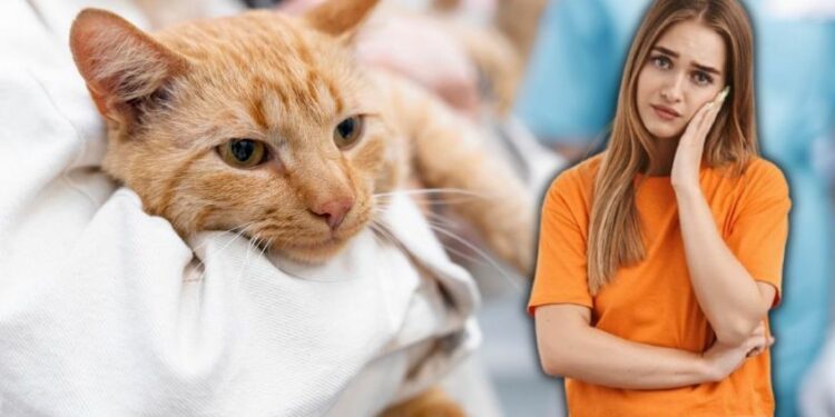 Los gatitos presentan diversos síntomas con este virus | Foto: Freepik, Canva