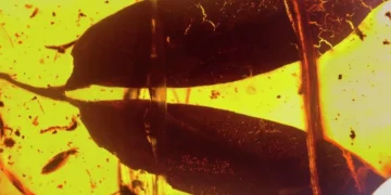 Detalle de las hojas de "Hymenaeaphyllum mirandae" encontradas en ámbar Créditos: Palaeoworld, vol 33 no. 6, dic 2024.