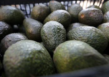 México “gana” en el Super Bowl: el aguacate rompe récord de exportación con 127,000 toneladas