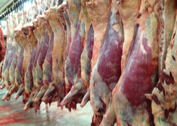 MENÚ PARA EL DESASTRE: CARNE Y CRISIS CLIMÁTICA