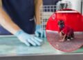 Persona “therian” se niega a ir al médico y acude a veterinaria por supuesto moquillo; el caso genera polémica