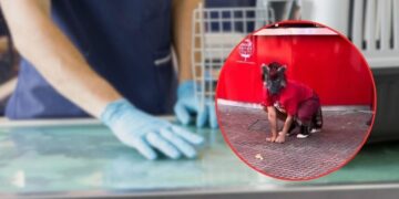 Persona “therian” se niega a ir al médico y acude a veterinaria por supuesto moquillo; el caso genera polémica