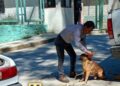 En una llamada telefónica, un ciudadano reportó la presencia de un perro gravemente herido en una de las calles de la cabecera municipal.