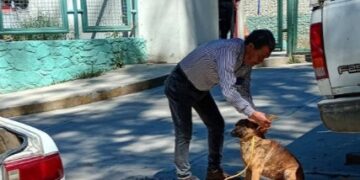En una llamada telefónica, un ciudadano reportó la presencia de un perro gravemente herido en una de las calles de la cabecera municipal.