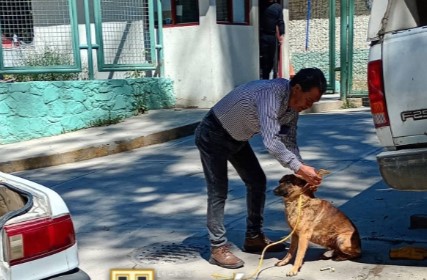 En una llamada telefónica, un ciudadano reportó la presencia de un perro gravemente herido en una de las calles de la cabecera municipal.