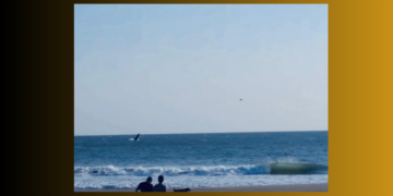 El inusual espectáculo, sorprendió a visitantes y comerciantes.