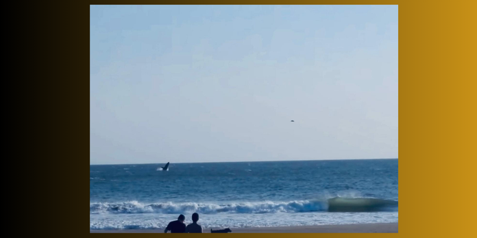 El inusual espectáculo, sorprendió a visitantes y comerciantes.