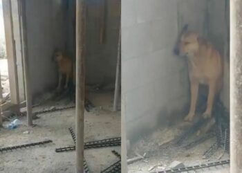 Captan a PERRITO asustado por las sirenas de alerta ante ataques en Medio Oriente | VIDEO