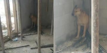 Captan a PERRITO asustado por las sirenas de alerta ante ataques en Medio Oriente | VIDEO