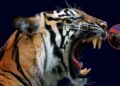 Tigre se salta la malla de seguridad en un circo y se avienta sobre el público | VIDEO