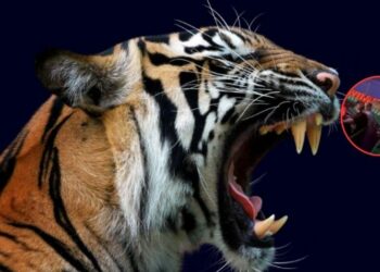 Tigre se salta la malla de seguridad en un circo y se avienta sobre el público | VIDEO