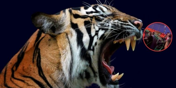 Tigre se salta la malla de seguridad en un circo y se avienta sobre el público | VIDEO