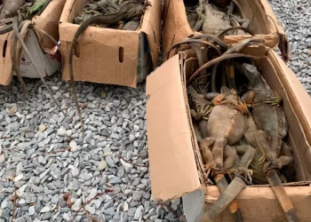 Profepa rescata 192 ejemplares de iguana en Oaxaca