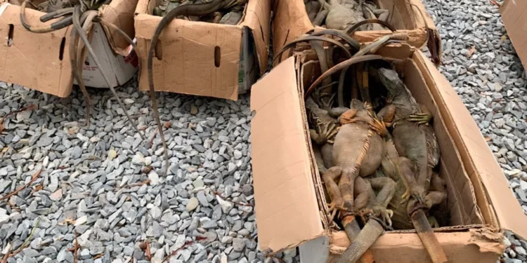 Profepa rescata 192 ejemplares de iguana en Oaxaca