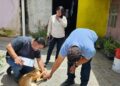 RESCATAN A PERRO LESIONADO. Investigan presunto caso de crueldad