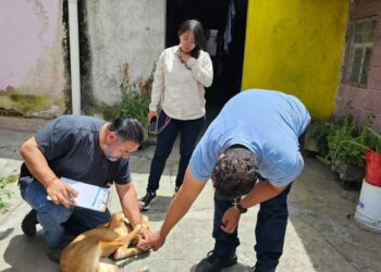 RESCATAN A PERRO LESIONADO. Investigan presunto caso de crueldad