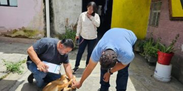 RESCATAN A PERRO LESIONADO. Investigan presunto caso de crueldad